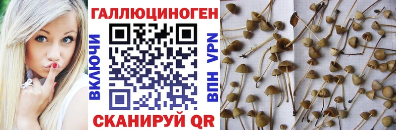 Галлюциногенные грибы Cubensis  Купить где  Нарткала 